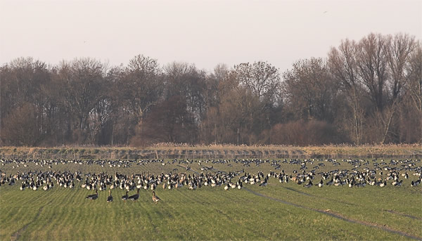 Wildgänse bei Leybuchtsiel