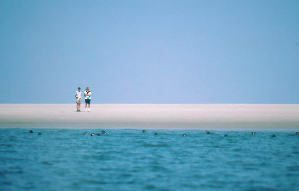 Touristen vertreiben Seehunde