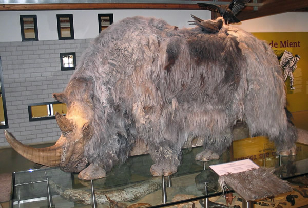 Wollnashorn