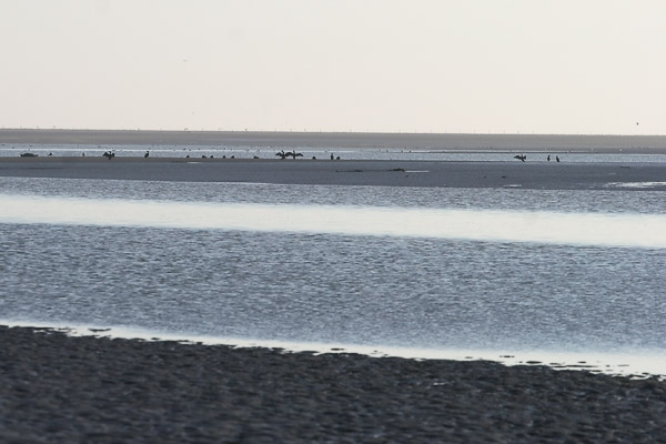 Wattenmeer