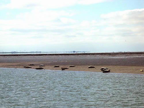 Seehunde an der Sandbank